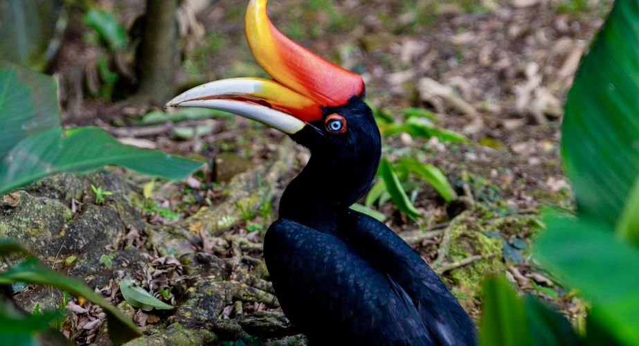 Bijzondere vogelsoorten Bijzondere vogelsoorten